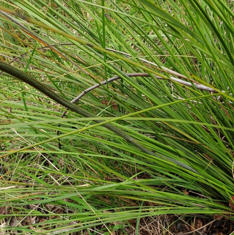 Xanthorrhoea minor subsp. lutea