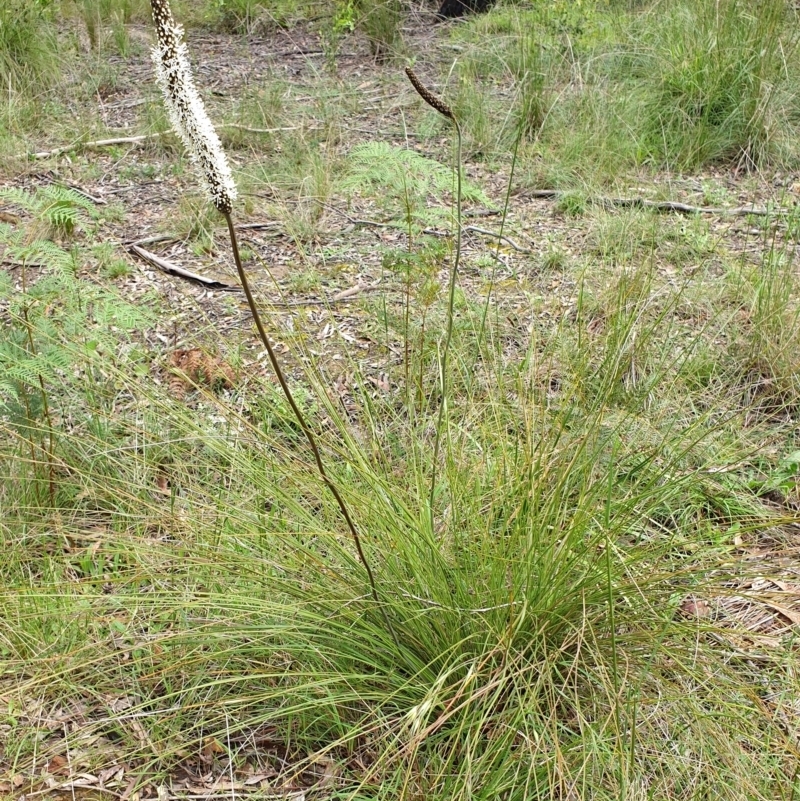 Xanthorrhoea minor subsp. lutea