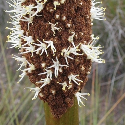 Xanthorrhoea resinosa