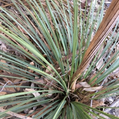 Xanthorrhoea sp.