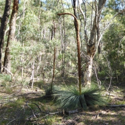 Xanthorrhoea sp.