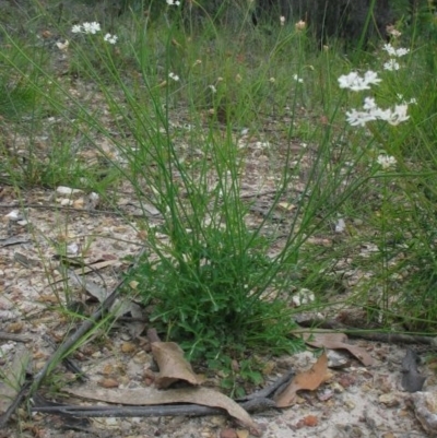 Xanthosia atkinsoniana