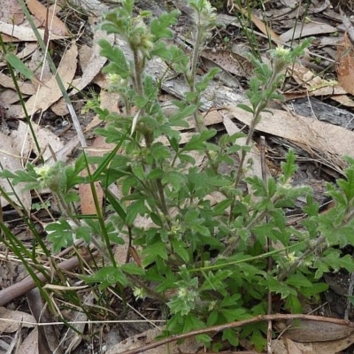 Xanthosia pilosa