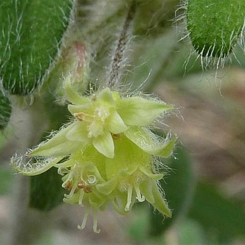 Xanthosia pilosa