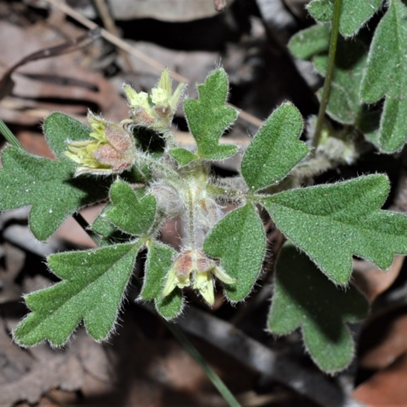 Xanthosia pilosa