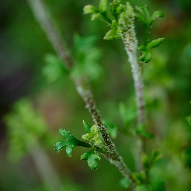 Xanthosia stellata