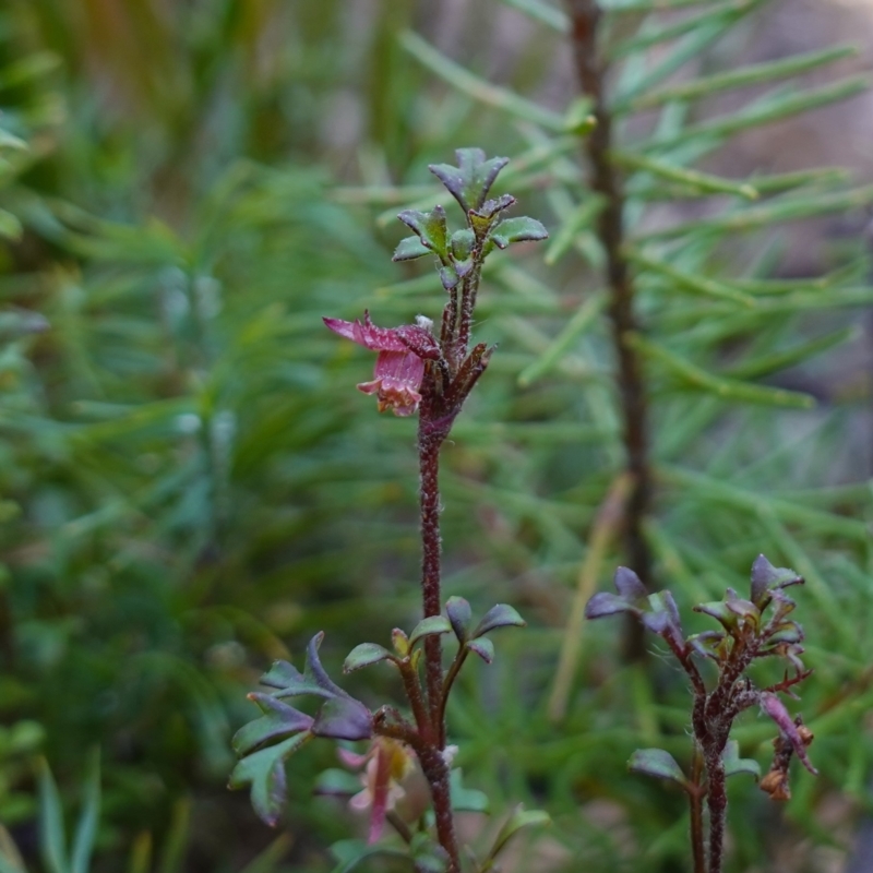 Xanthosia stellata