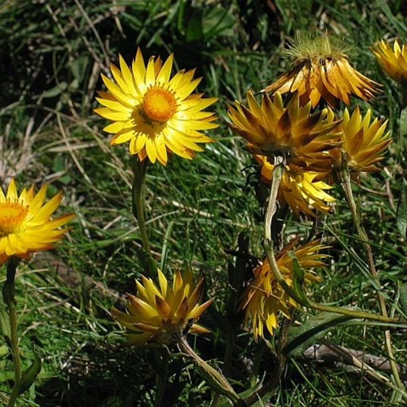 Xerochrysum palustre