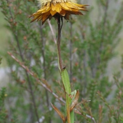 Xerochrysum palustre