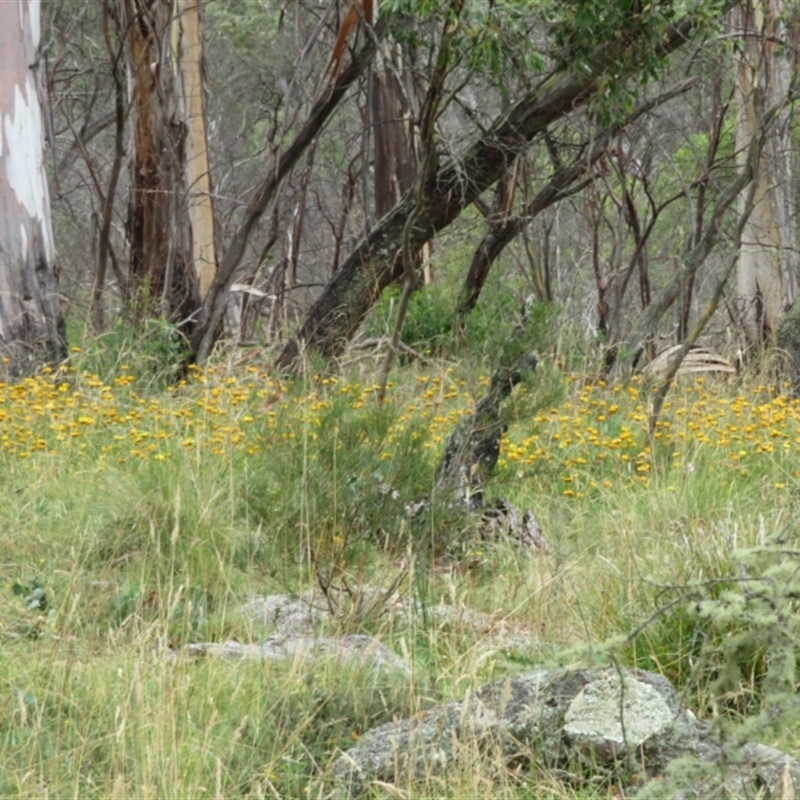 Xerochrysum sp.