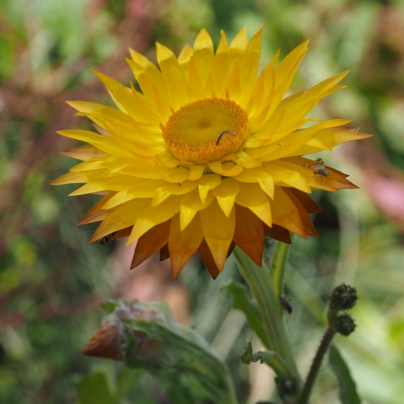 Xerochrysum subundulatum