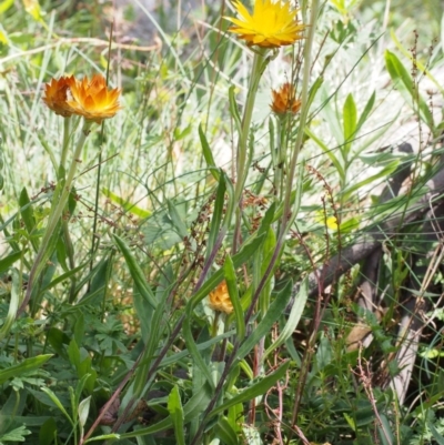 Xerochrysum subundulatum