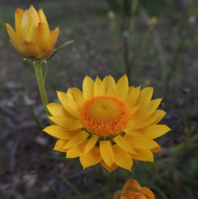 Xerochrysum viscosum