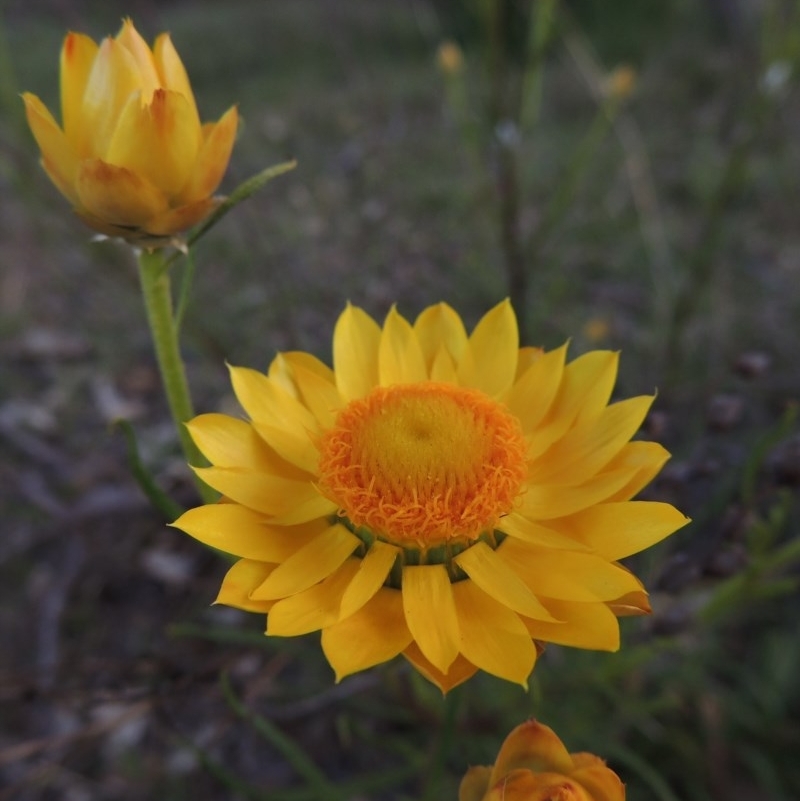 Xerochrysum viscosum