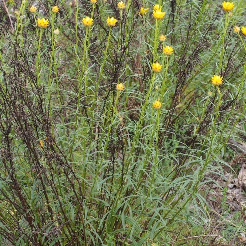 Xerochrysum viscosum