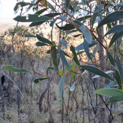 Acacia penninervis