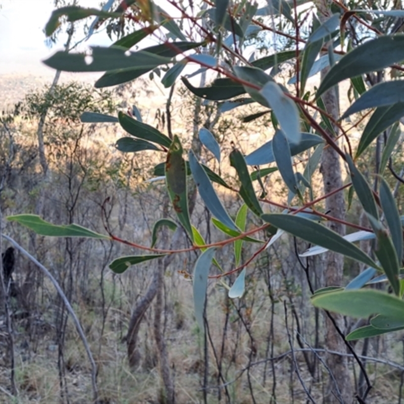 Acacia penninervis