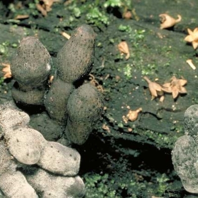 Xylaria sp.