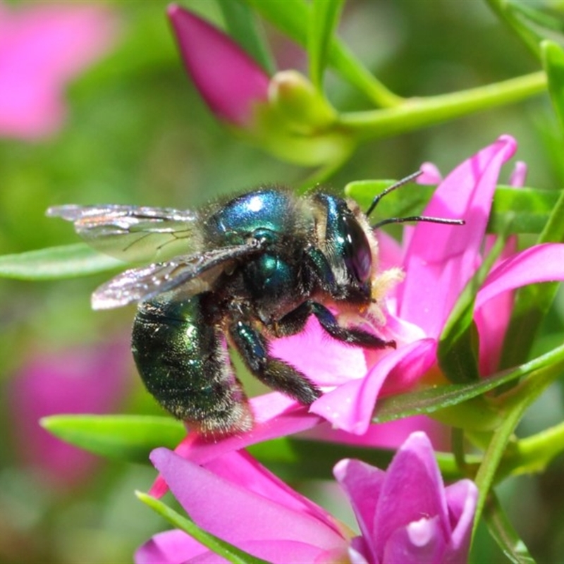 Xylocopa (Lestis) aerata