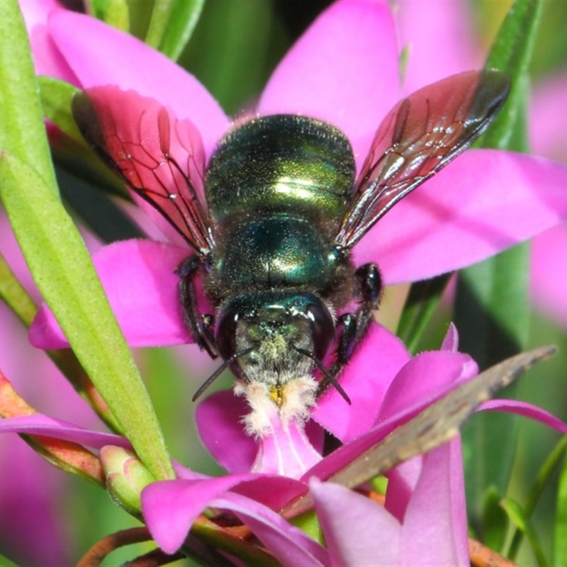 female