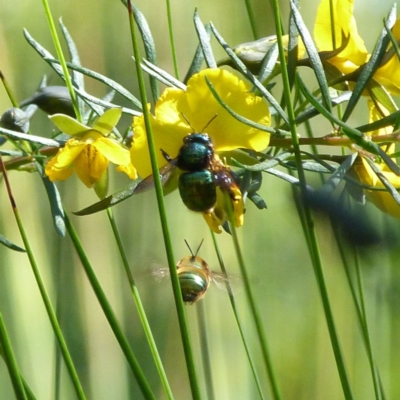 Xylocopa sp.