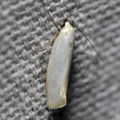 Xylorycta assimilis