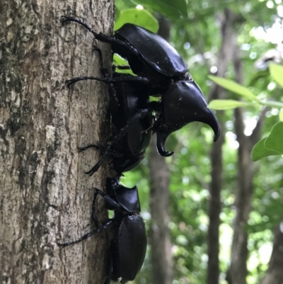 Xylotrupes ulysses australicus