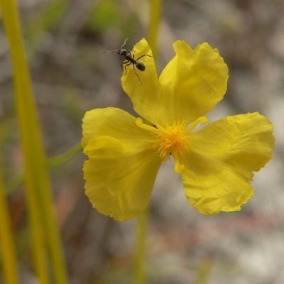 Xyris gracilis