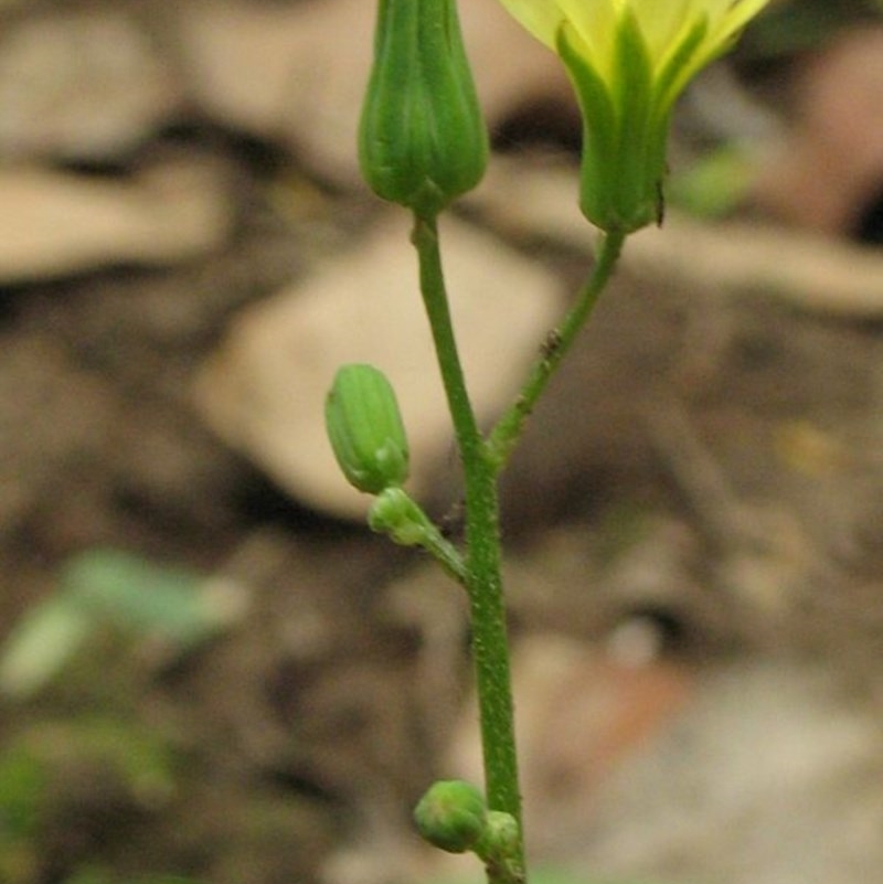 Youngia japonica