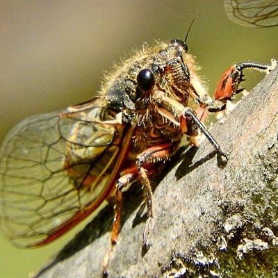 Yoyetta abdominalis