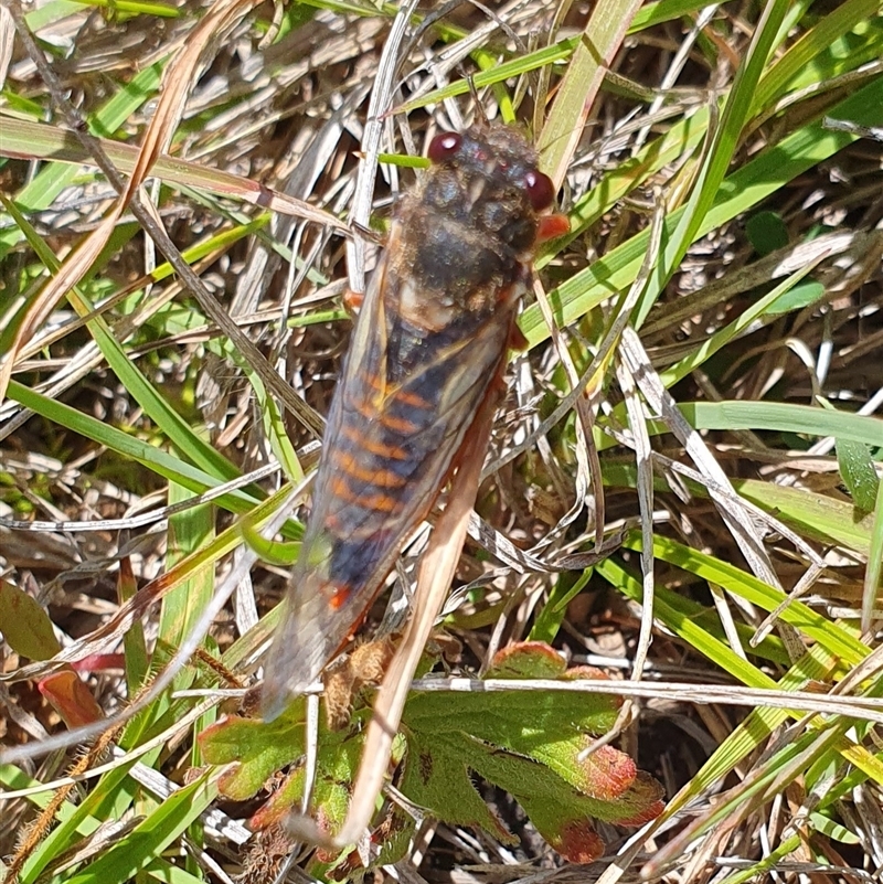 Yoyetta abdominalis