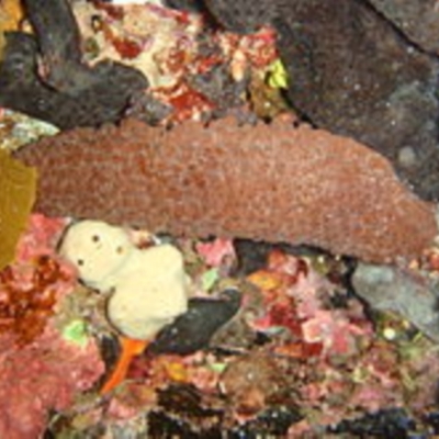 Australostichopus mollis