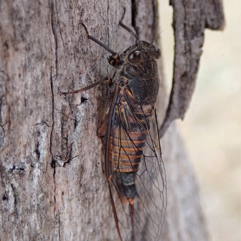 Yoyetta sp. (genus)