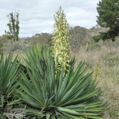 Yucca aloifolia