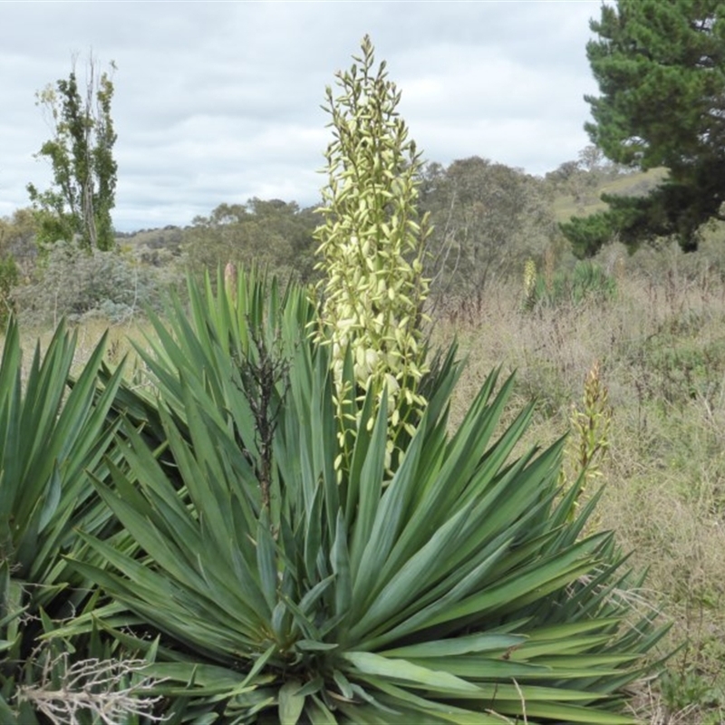 Yucca aloifolia