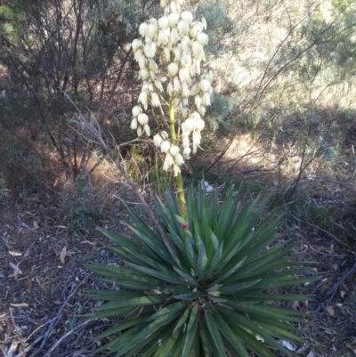 Yucca sp.