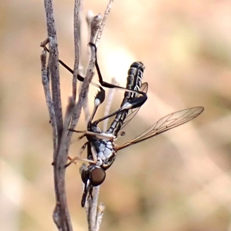 Zaclava sp. (genus)