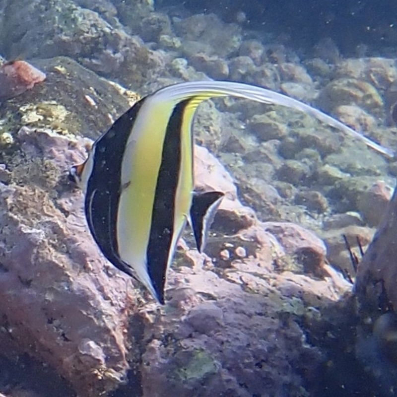 Zanclus cornutus
