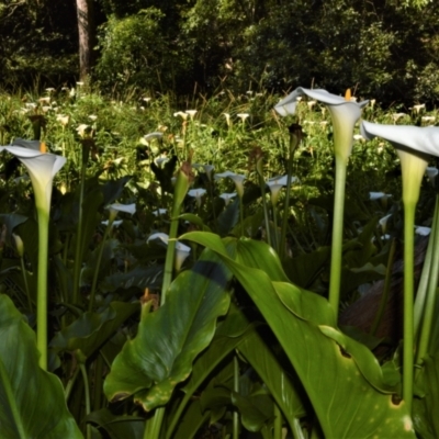 Zantedeschia aethiopica