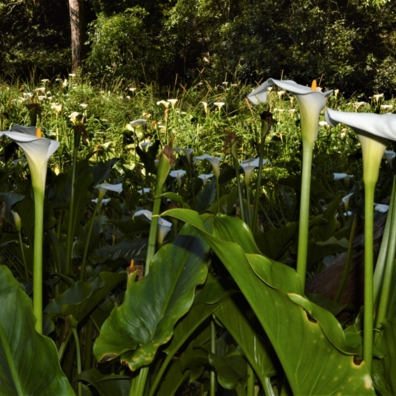 Zantedeschia aethiopica