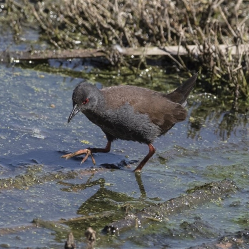 Zapornia tabuensis