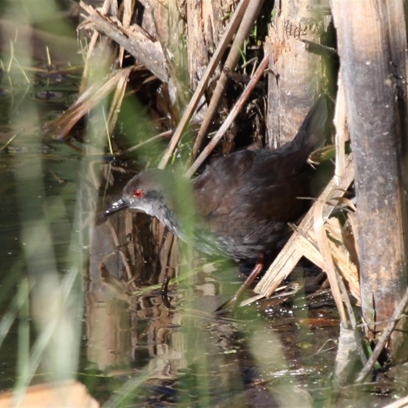 Zapornia tabuensis