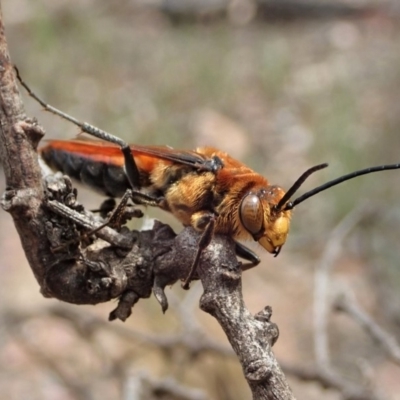 Zaspilothynnus sp. (genus)