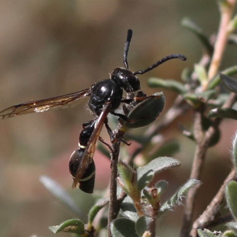 Australozethus sp. (genus)