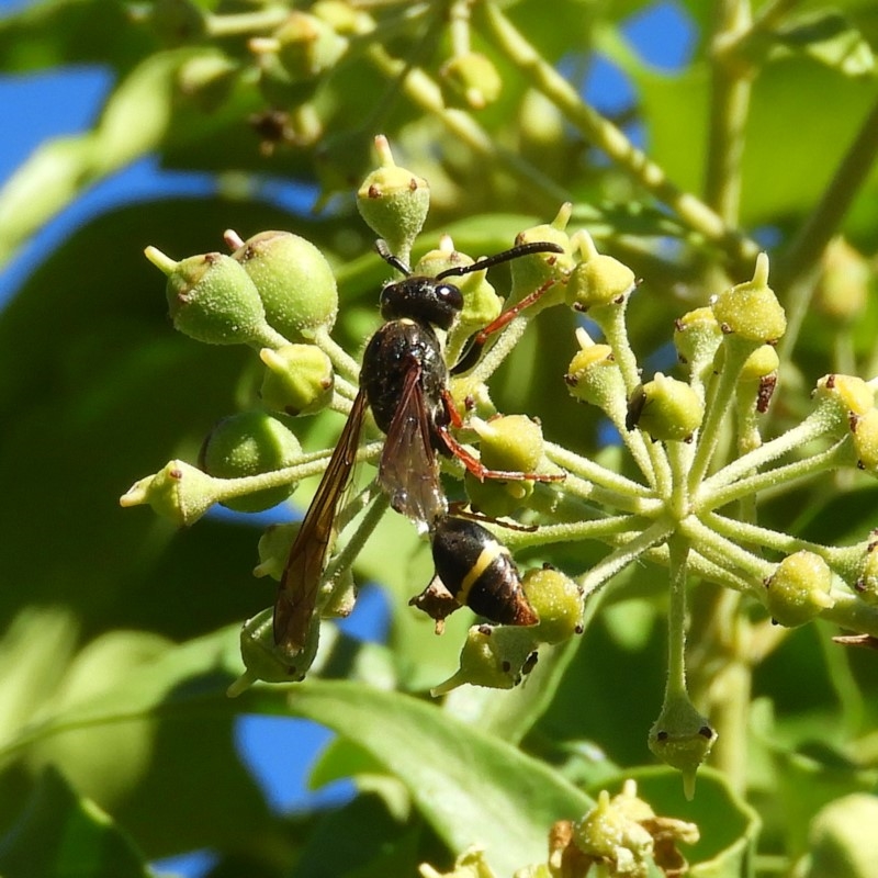 Australozethus sp. (genus)