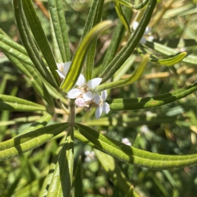 Zieria arborescens