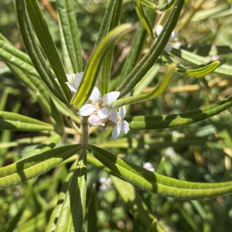 Zieria arborescens