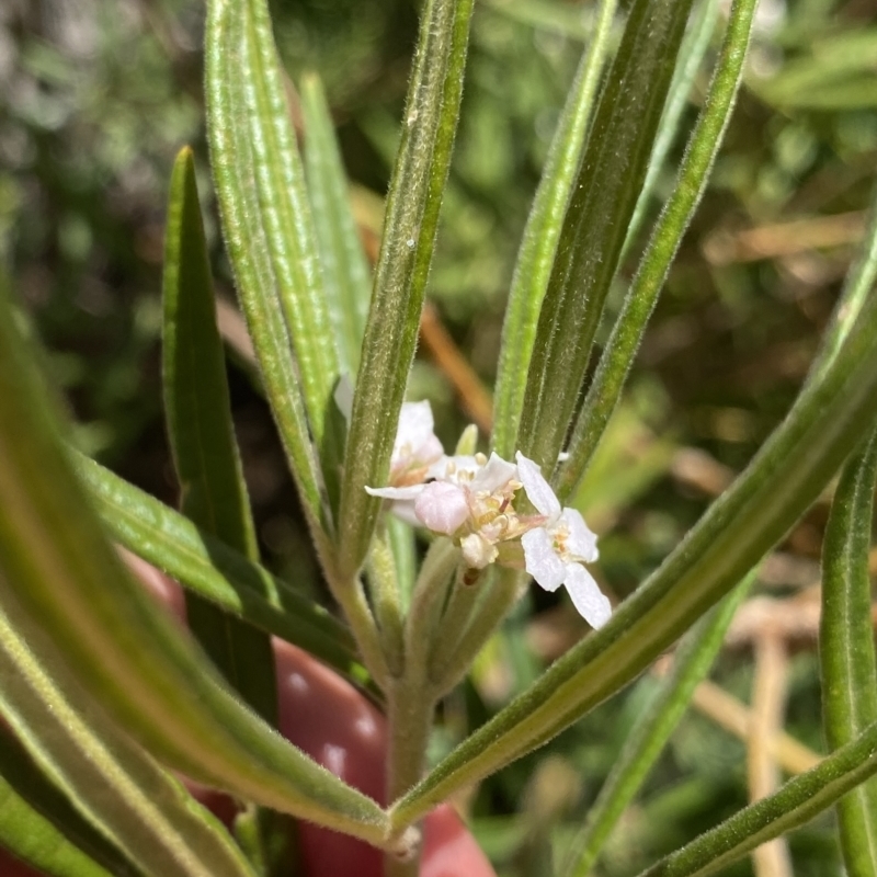 Zieria arborescens