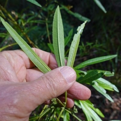 Zieria arborescens subsp. decurrens