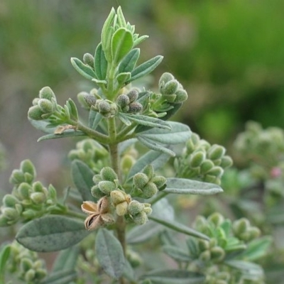 Zieria cytisoides